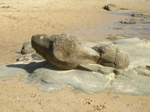 sea creature1