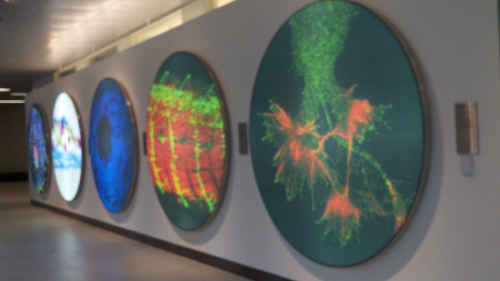 Colorful round photos in the Koch Gallery