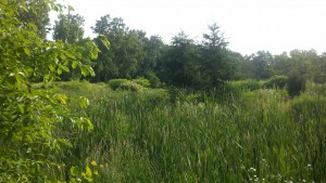 2013-06-23_08-03-55_337