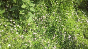 2013-06-23_08-04-57_47