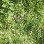2013-06-23_08-04-57_47