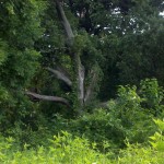 2013-06-23_08-05-09_985