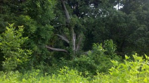2013-06-23_08-05-09_985