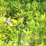2013-06-23_08-05-47_216
