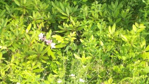 2013-06-23_08-05-47_216