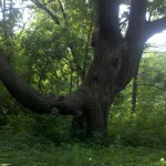 2013-06-23_08-06-50_525