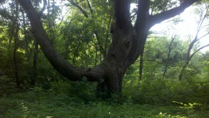 2013-06-23_08-06-50_525