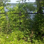2013-06-23_08-49-41_75
