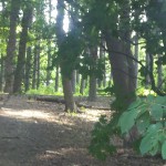 2013-06-23_08-59-44_770
