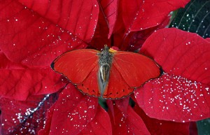 butterfly-Arina Pharma