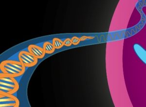 dna