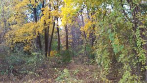 20161113_082959