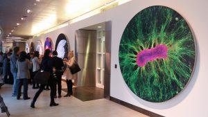 Body of Knowledge: Self-Organized Brain Cells, MIT Department of Biological Engineering and Koch Institute at MIT.