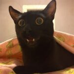 cat2